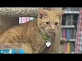 Premier Pet Supply