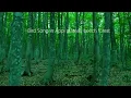 【12 Hours of Birdsong Nature Sounds】Beech Forest Audio for Focus, Sleep, and Relaxation – No Ads