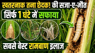 🌾धान में तना छेदक का खतरनाक प्रकोप! | Stem Borer Control | Best Insecticide Combination