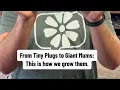 From Tiny Plugs to Giant Mums This is how we grow them