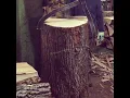 Wedge-splitting French oak log for Tonnellerie Cadus wine barrels at Canadell Stave Mill