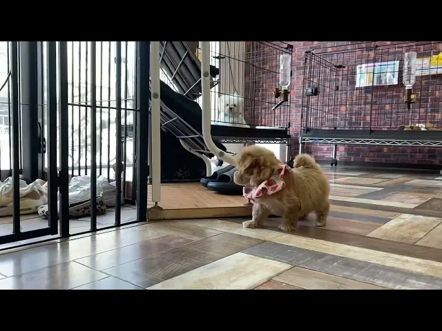 動画