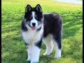 Huskey Samoyed Mix Puppies for Sale