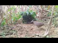 Download Lagu MIKAT PUYUH HUTAN, dapat puyuh bunyi superr cepat...