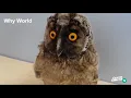 OWL SONG FOR KIDS | Arctic Animal Songs | Animal Songs | Kids Songs | Creation Connection