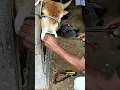 Download Lagu tutorial tusuk hidung, nose piercing of animals #shorts #sapi #kerbau #animals