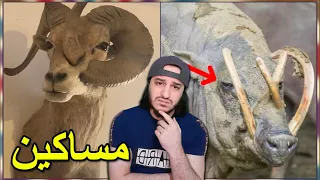 حيوانات مسكينة تقتل نفسها بالخطأ    دندنها