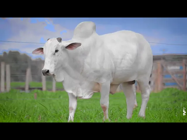 Touro Nelore ACNN - 433