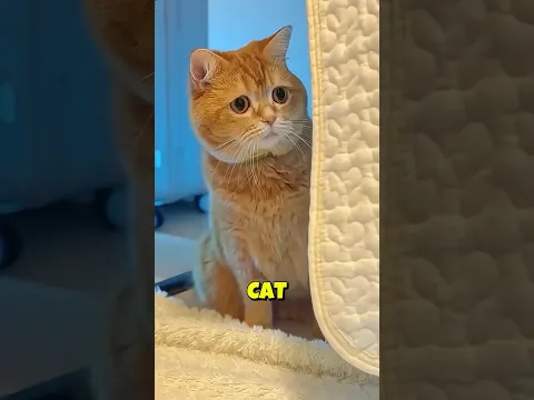 This cat is very smart ❤️😺