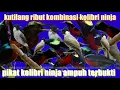 suara kutilang ribut kombinasi Kolibri ninja(konin) pikat Kolibri ninja ampuh durasi panjang 1 jam