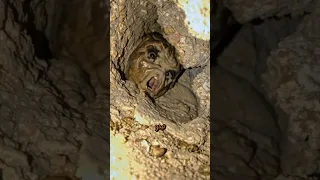 حقائق أغرب من الخيال عن الحيوانات دندنها