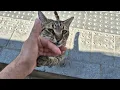 Download Lagu Tabby street cat holds my hand tightly and doesn't want me to leave him