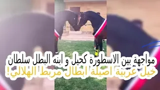 مواجهة بين الاسطورة كحيل و ابنه البطل سلطان وخيل عربية اصيلة ابطال مربط الهلالي لاول مرة 