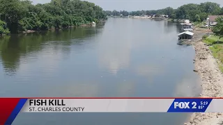 St Charles County sees mass death of invasive carp