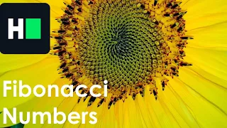 HackerRank - Fibonacci Numbers Recursive Solution Explained C