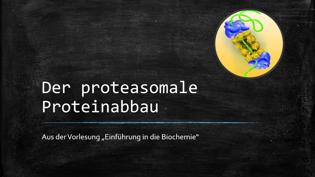 Der proteasomale Proteinabbau (Der Ubiquitinweg)