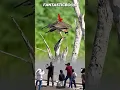 Download Lagu #fantasticboom #wildlife #animals