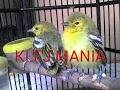 Download Lagu Pikat ampuh burung cipon,sirtu,cupon,cipeuw pasti dapat