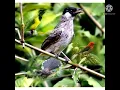 Download Lagu Suara pikat burung kutilang kombinasi burung kecil yg bandel