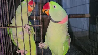 Talking Parrot Mithu Sound Jora 