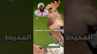 مع هدهد سليمان عليه السلام 2 الشيخ محمد سيد حاج رحمه الله