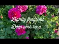Download Lagu Princess Anne Rose