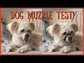 Is THIS the Best Muzzle for Small Short-Snouted Dogs