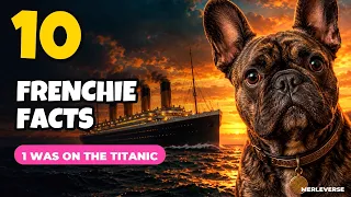 10 French Bulldog Facts Most Owners Don’t Know (#3 Is Wild)