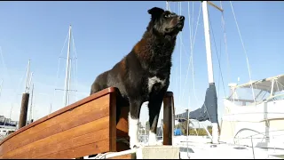 Salt & Tar: Episode 82-Pine Tar for Breakfast