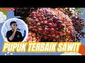 Download Lagu PUPUK TERBAIK UNTUK SAWIT #bayudiningrat  #bayusehatmandiri #pertanian