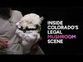 Colorado s Most Impressive LEGAL Magic Mushroom Grow Lost Garden Labs and Therapeutics