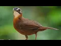 Download Lagu Suara Burung Pelanduk Topi Hitam (Black-Capped Babbler)