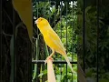 Download Lagu pelatihan burung kenari jantan berkicau | suara burung #burung #hewan #kenari #hewanlucu