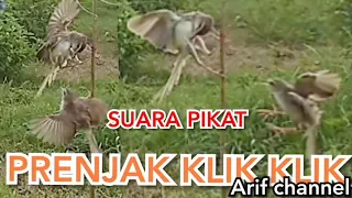 Download Suara pikat burung prenjak sawah arif channel MP3