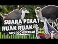 Download Lagu Suara Pikat Burung Ruak Ruak Paling Ampuh | Audio Pemikat Burung Ruak-Ruak Gacor #2