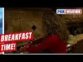 Meteorologist Bayne Froney Whips Up Breakfast At FOX Weather Ski House