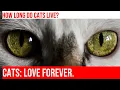 How Long Do Cats Live - Average Lifespan Explained