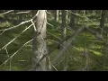 J.S. Bach - Goldberg variations, BWV 988: Aria