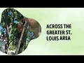 Bat Removal Experts in St Louis Safe Humane Wildlife Control