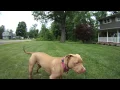 Bella The Wonder Dog Rescued Pit Bull Chocolate Lab Mix