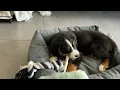 Download Lagu Mijn hond Bobby