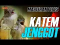 Download Lagu MASTERAN MEWAH CUCAK JENGGOT VS KAPAS TEMBAK