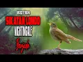 Download Lagu Audio Masteran Burung Sikatan Londo / Nightingale Berjeda