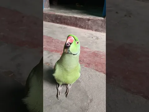 मम्मी एक गिलास पानी दे दो #parrot #funny #funnyanimal #funny #funnyparrot #funnyvideo #funnyshorts..