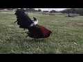 Penny Hatch Gamefowl by Thundervalley Gamefarm Gallos Hatch