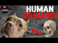 His Dog Found A Human Skull - The Clearlake Cover-Up True Crime Documentary
