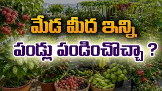తోటలో పండే పండ్లు.. డాబా మీద ఇంత ఈజీనా ? Fruits Garden | Manjula @Raitunestham