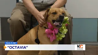 PAUL S PETS Octavia the dog up for adoption at Human Educational Society in Chattanooga