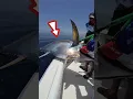 Download Lagu pemancing ini berhasil mendapatkan ikan tuna 100 kg😱 #shorts #viralvideo #fishing #mancing #tuna