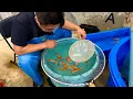 Download Lagu Hoe kweekt een KOI-KWEKER zijn vissen selectief? | SENBETSU DAINICHI KOI FARM JAPAN